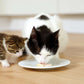 Zwei Katzen fressen Catit Creamy Cups.
