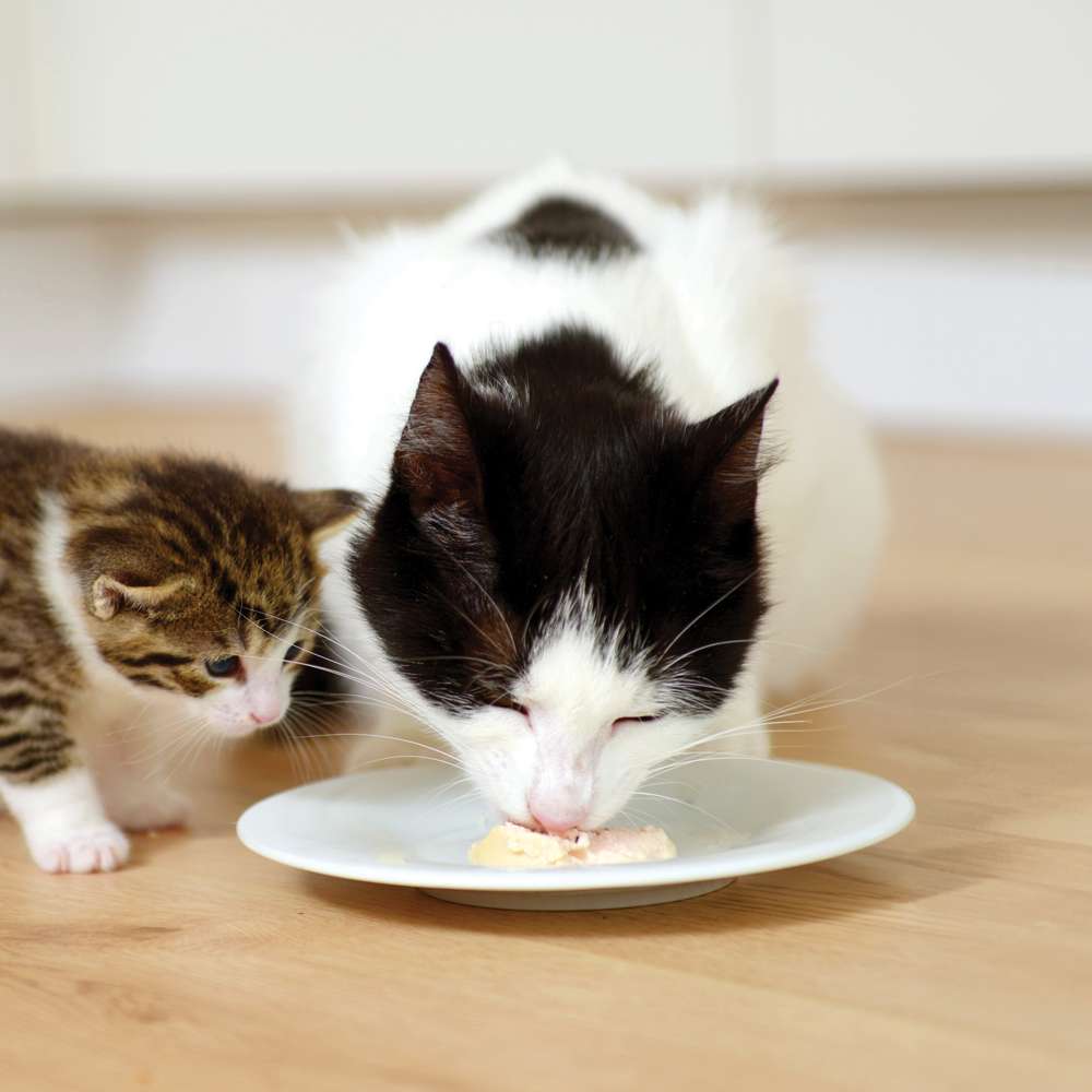 Zwei Katzen fressen Catit Creamy Cups.
