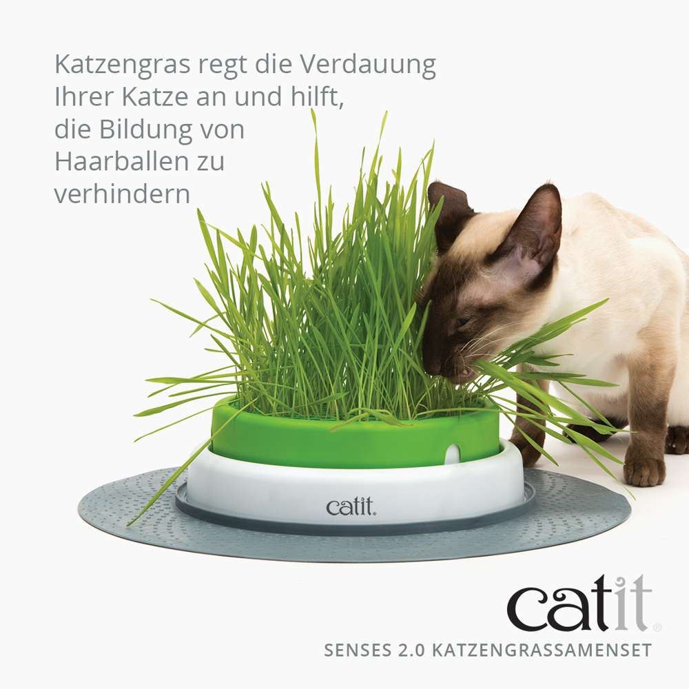 Katzengras regt die Verdauung Ihrer Katze an und hilft, die Bildung von Haarballen zu verhindern.