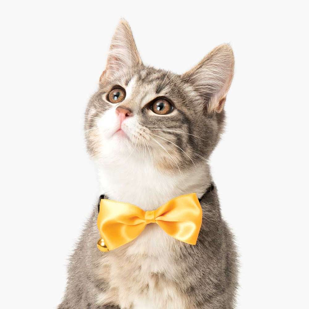 Katze trägt schwarzes Halsband mit abnehmbarer, vornehmer, goldener Fliege