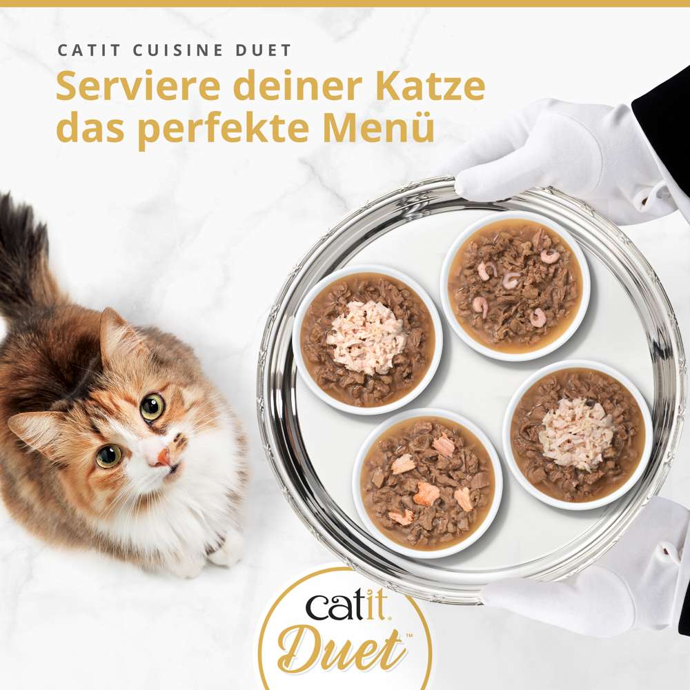 Serviere deiner Katze das perfekte Menü mit Catit Cuisine Duet Katzenfutter, Katze schaut auf Tablett mit vier Schalen Nassfutter.